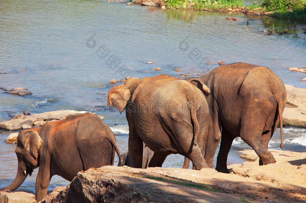 斯里兰卡的大象