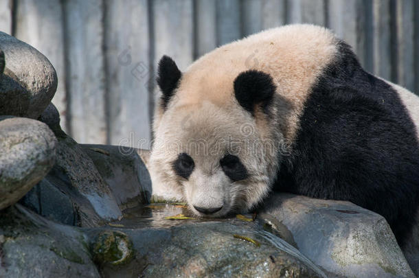 大熊猫在成都，四川，中国