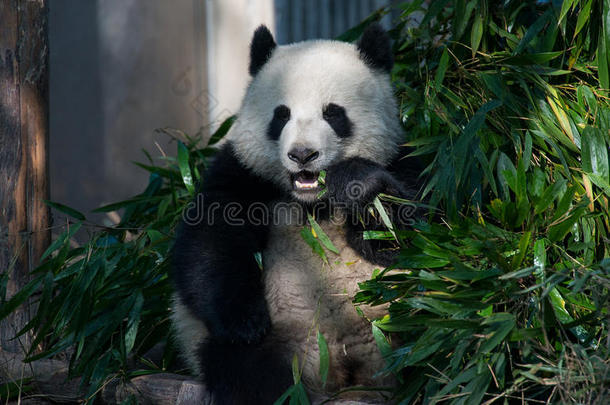 <strong>大熊猫</strong>动物亚洲亚洲的竹子