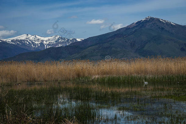 伟大的白色白鹭在普雷斯帕湖，希腊