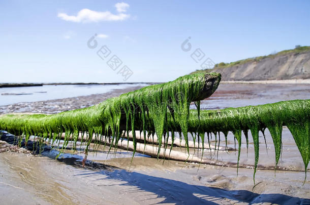 摘要海岸沿海海岸线多塞特