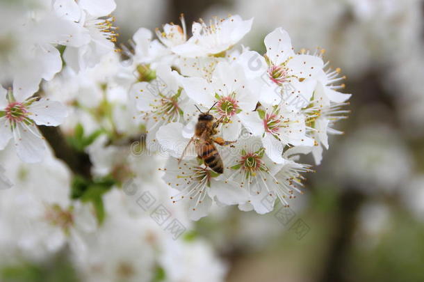 花蜜覆盖在<strong>白花树</strong>上的蜜蜂