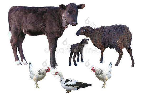 农场动物被隔离在白牛、羊、羊肉、鸡肉上