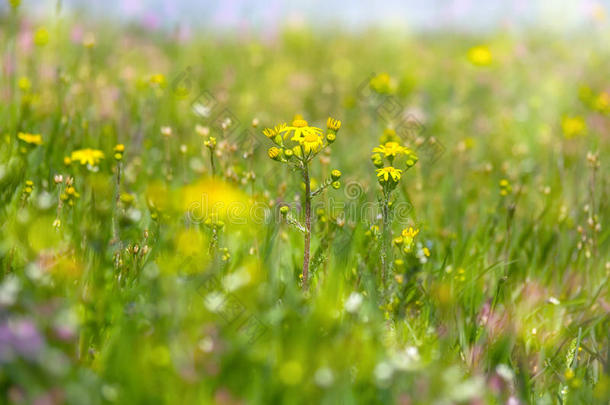 抽象梦幻的美丽阳光草地，有鲜花的背景