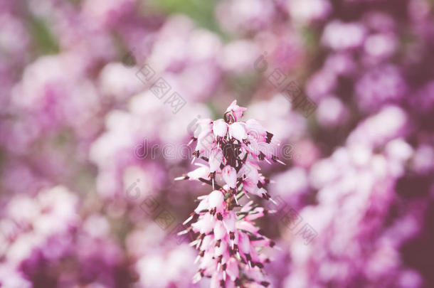 背景花儿地毯颜色乡村