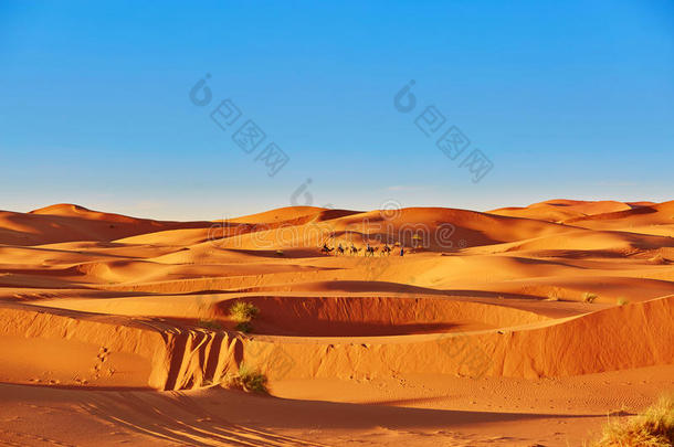 摩洛哥撒哈拉沙漠的骆驼商队