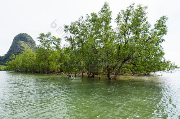 山茱萸是一种红树林