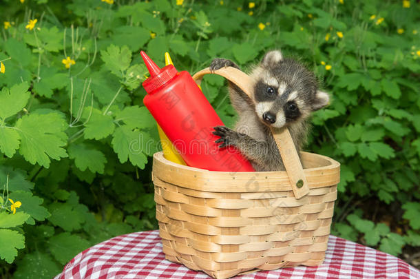 野餐篮子里的小浣熊