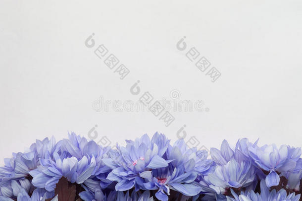 花卉设计框架-主题与蓝色花卉