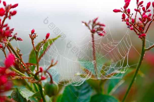蜘蛛网上的露珠