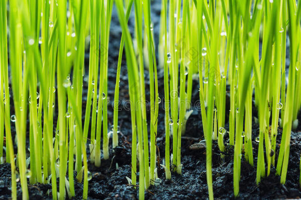 从种子中生长的绿色水稻幼苗