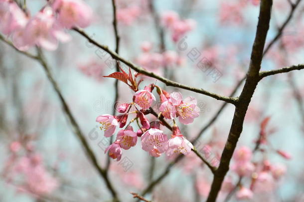 春天的花朵粉红色的花朵