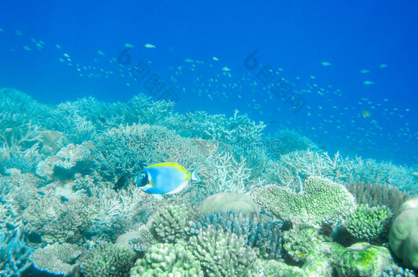 刺五加<strong>蓝</strong>色气候珊瑚潜水