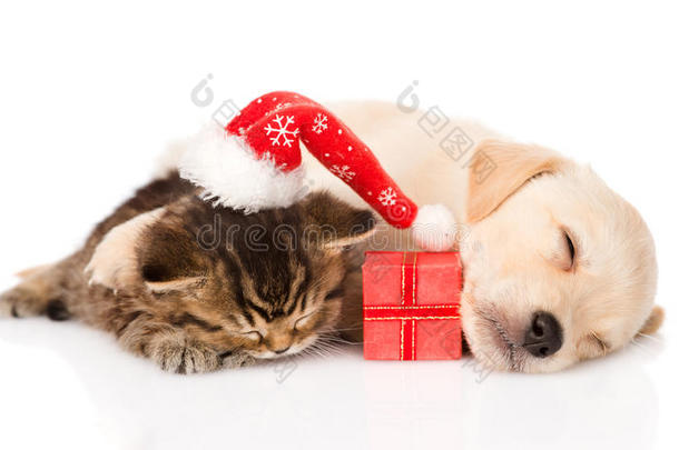 金色猎犬小狗和英国猫与圣诞老人帽子和礼物。 孤立的
