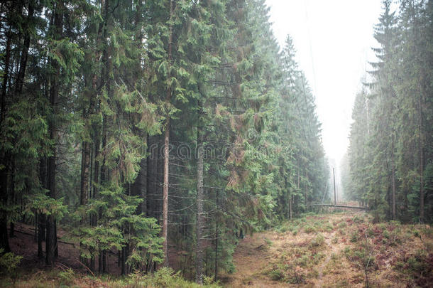 森林与雾