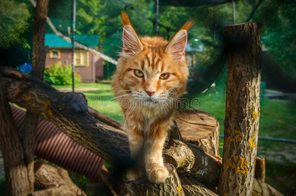 <strong>大</strong>红色缅因州猫在夏天的街道上闲逛