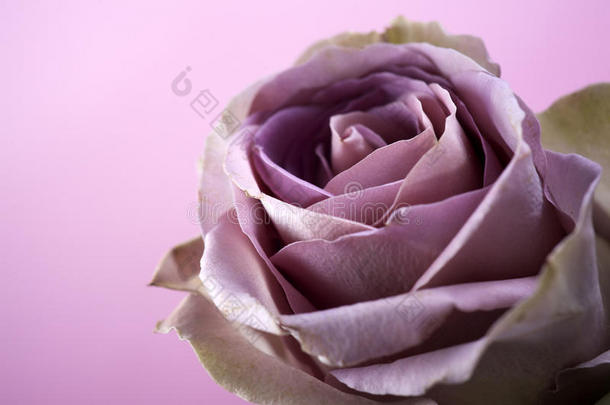 <strong>紫色玫瑰</strong>的特写