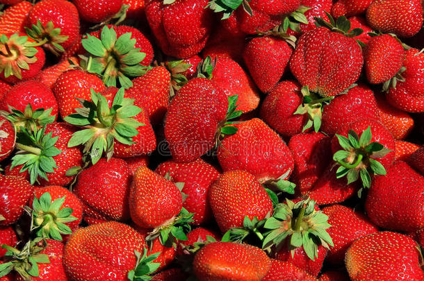 新鲜采摘的红色草莓，美味的背景