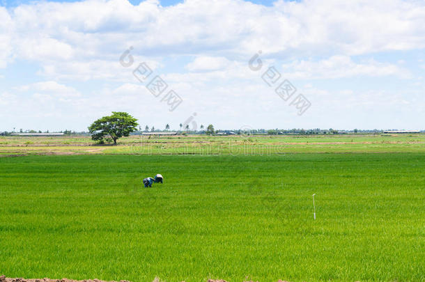 稻田农民。水稻幼苗绿色背景