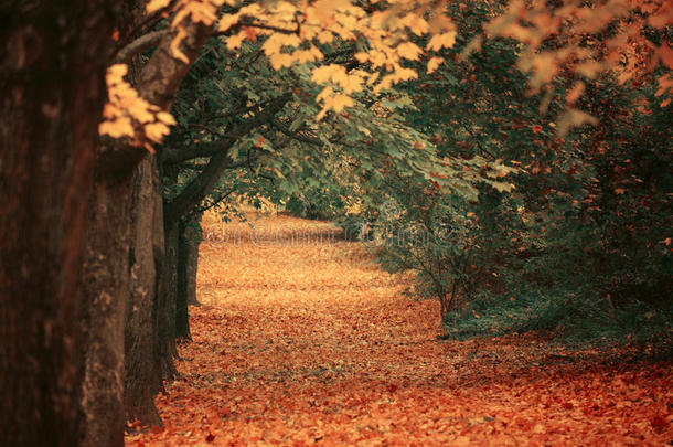 美丽梦幻的秋天森林，有步行的小径