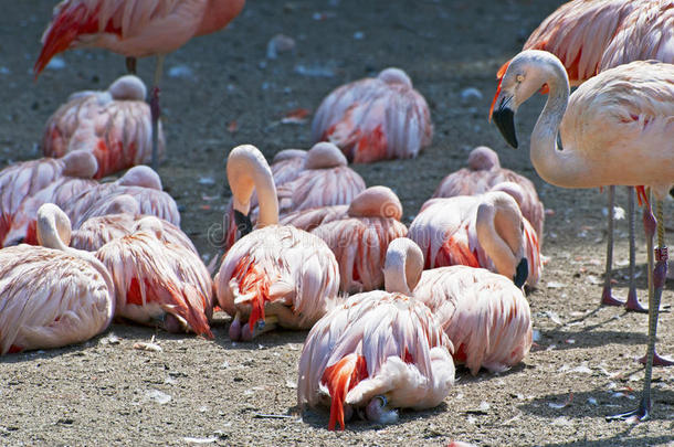 智利火烈鸟-粉红色水鸟