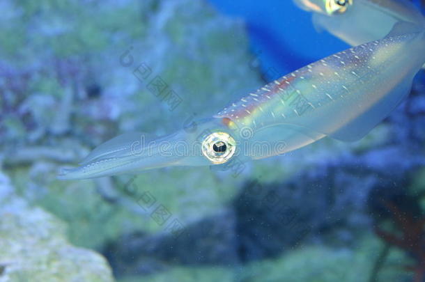 水水族馆布里克蓝线刺尾鱼生物