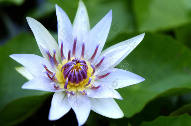 关闭白色莲花(；睡莲)；盛开与紫色和黄色花粉和绿叶在池塘