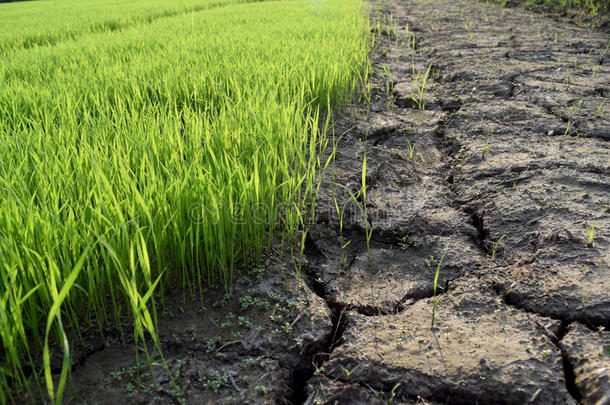 绿色水稻幼苗和干土是裂谷