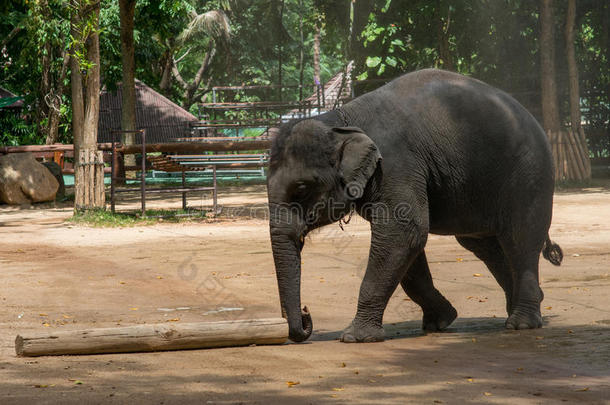 泰国<strong>大象保护</strong>中心的<strong>大象</strong>表演