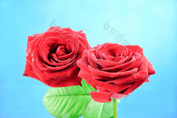 近景的两朵美丽的芭卡拉<strong>玫瑰</strong>与绿叶