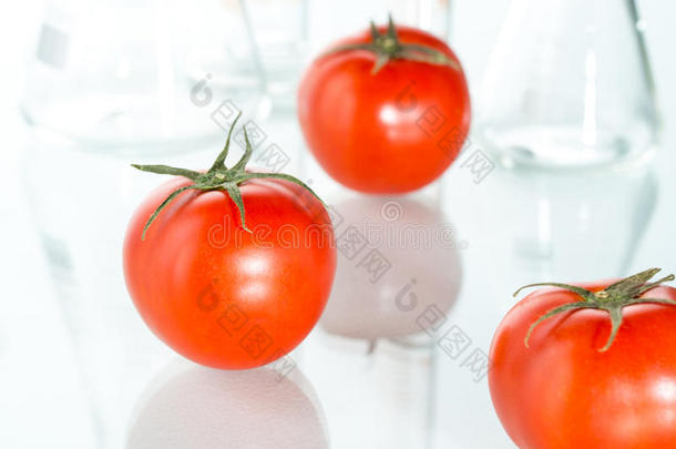 转<strong>基因红色</strong>番茄实验室玻璃器皿白色