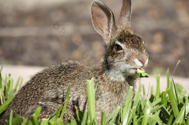 特写可爱的棉尾兔兔子吃草