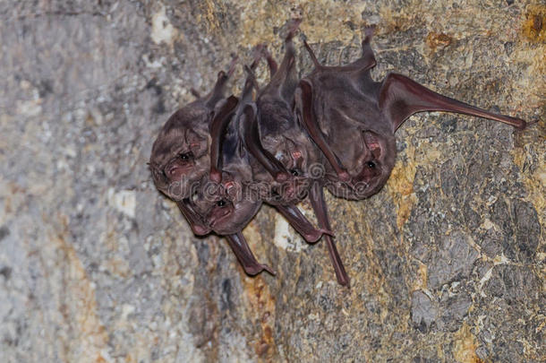 动物背景蝙蝠棕色的洞穴
