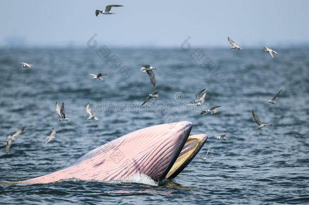 布莱德的鲸鱼，伊甸的鲸鱼在泰国湾