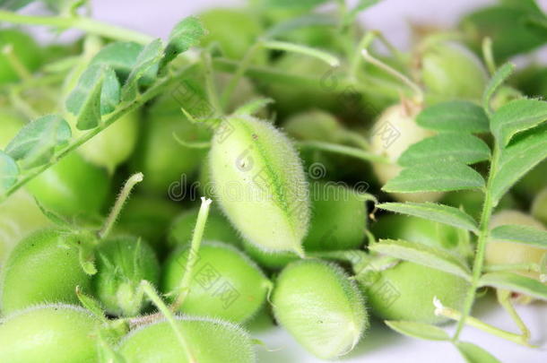 绿色幼鹰嘴豆荚，纯白色背景上有植物
