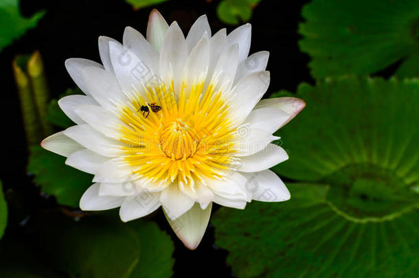 美丽的白莲花（睡莲）