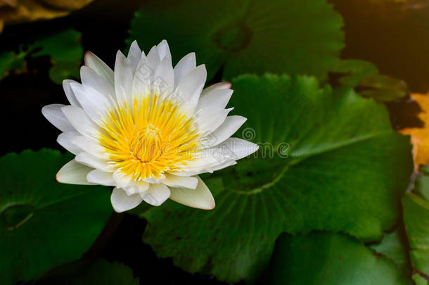 美丽的白莲花（睡莲）