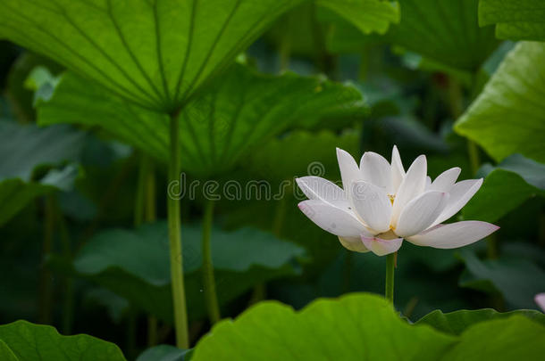 <strong>白莲花</strong>