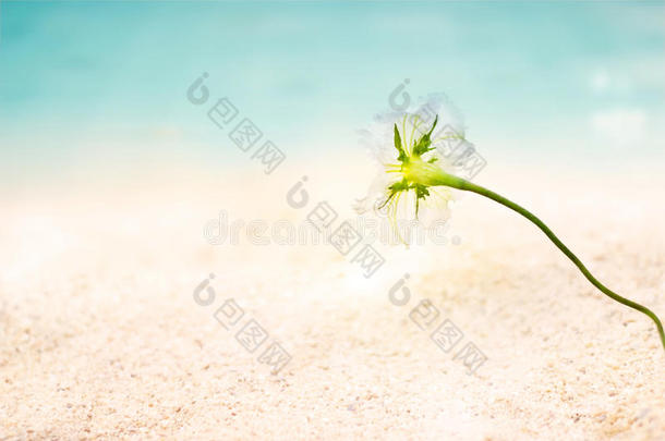 抽象的<strong>海滨</strong>花在沙滩海滩<strong>夏日</strong>