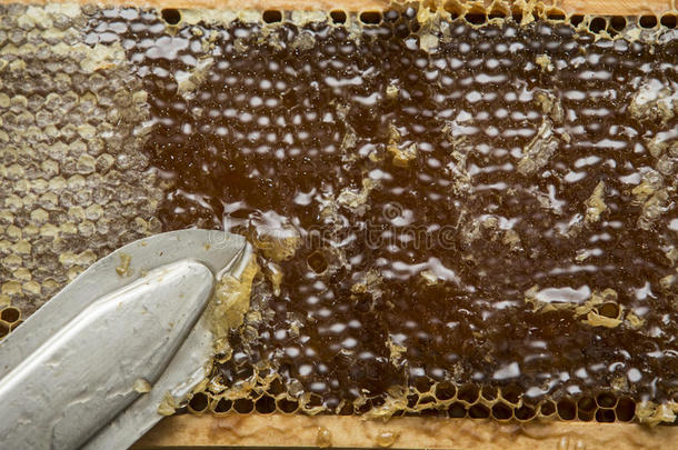 养蜂人移除蜂蜡