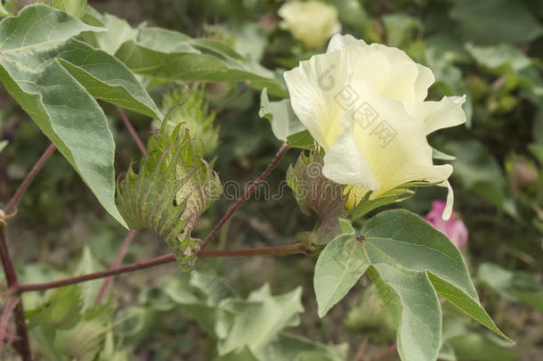 棉花花，棉花植物，棉花芽