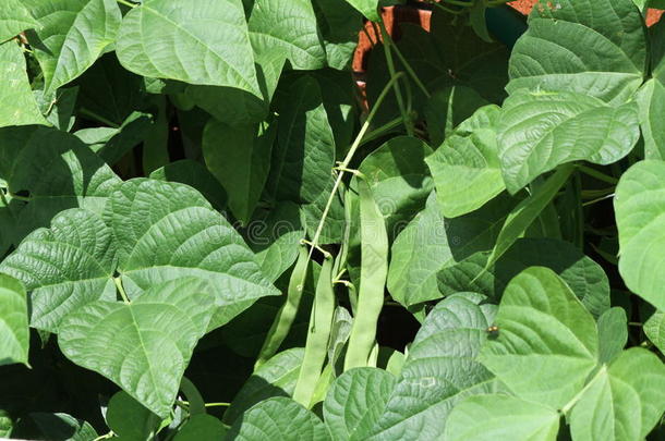 豆子，绿色生长在藤蔓上