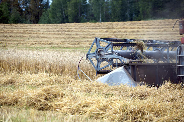 谷物收割机农业旋转组合在一个领域的夏季天