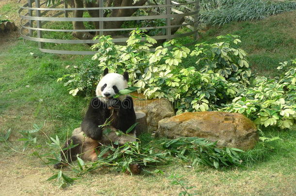 澳门科洛安大熊猫馆