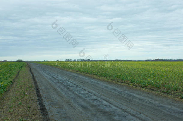 乡村公路穿过黄色的油菜花田野