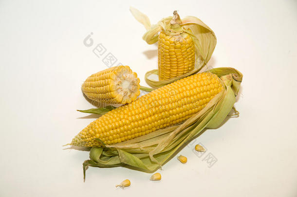 成人面包屑玉米饮食耳朵
