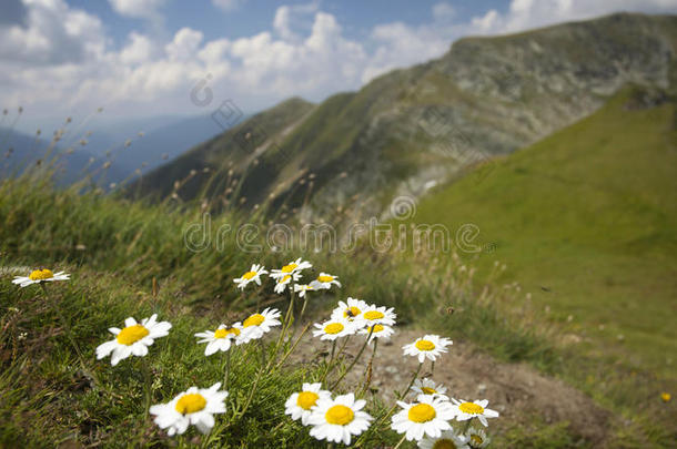 高山花卉特写