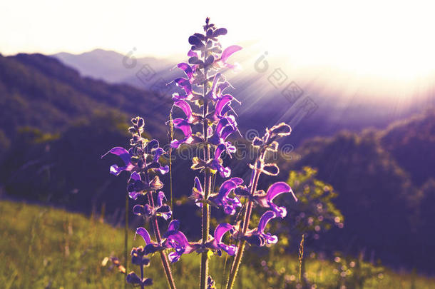 芳香疗法特写镜头白天<strong>台式机</strong>领域