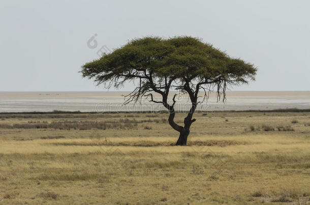骆驼刺相思树和依托<strong>沙盘</strong>