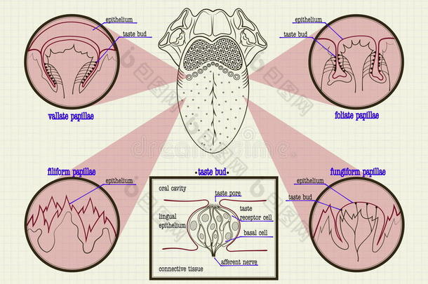 花蕾人类舌头的配色方案类型